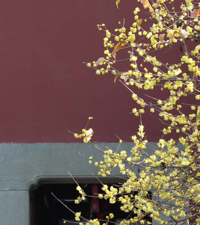 杭州 西湖 钱王祠 腊梅 古装建筑 红墙