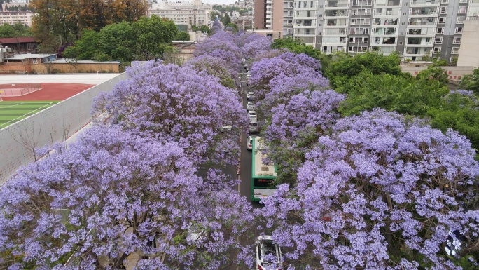 昆明教场中路蓝花楹航拍