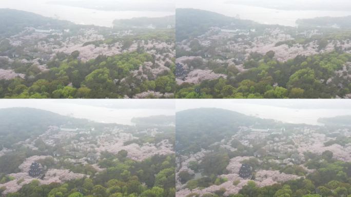 航拍雨雾中的鼋头渚樱花，江南烟雨樱花雨