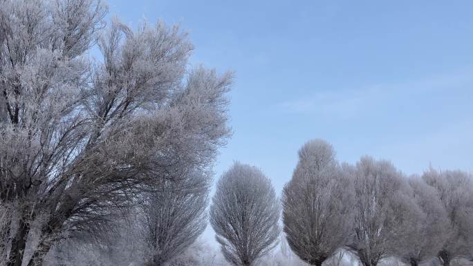冬季里冰天雪地的树枝