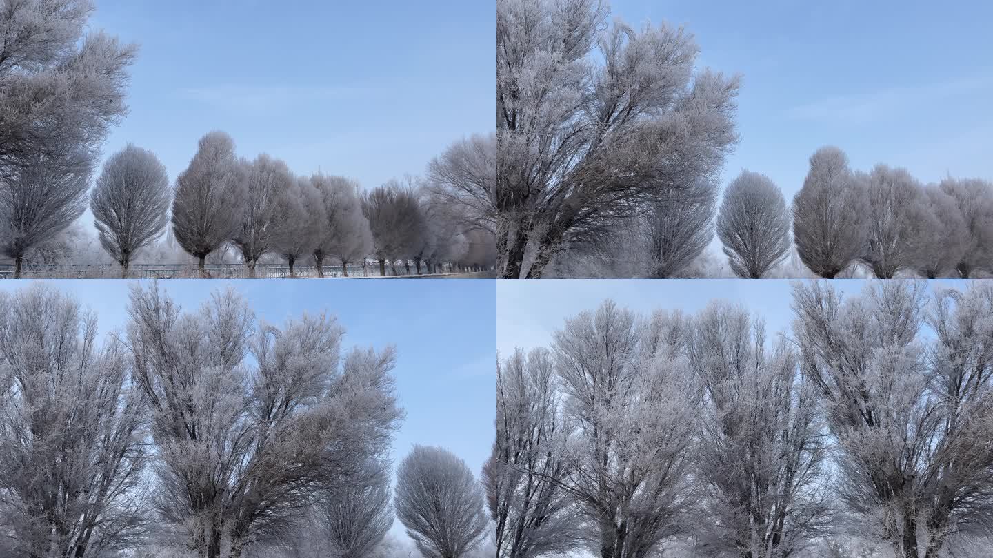 冬季里冰天雪地的树枝