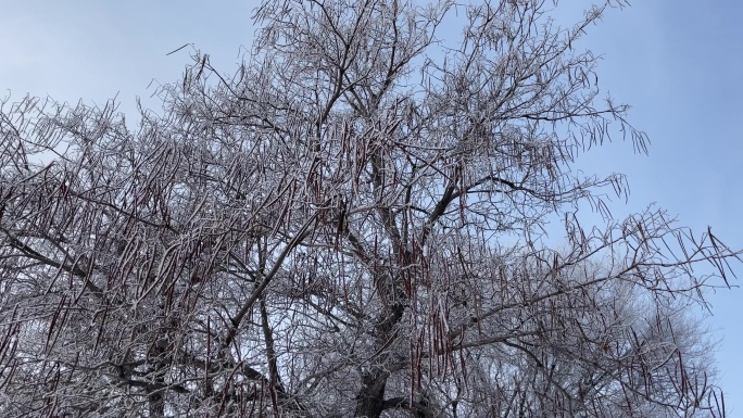 冬季里冰天雪地的树枝雾凇