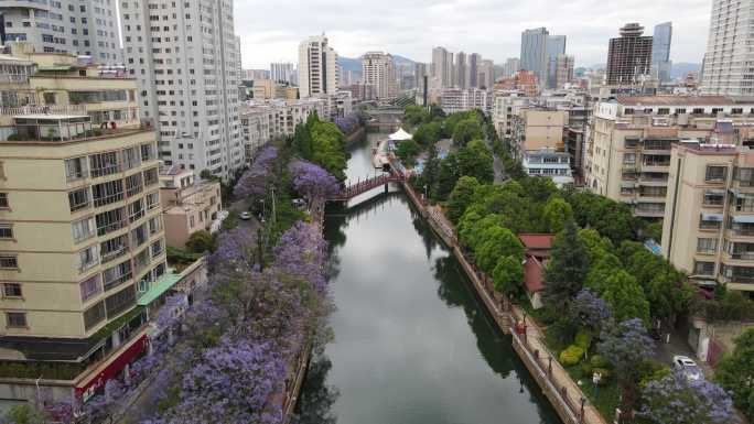 昆明盘龙江河道蓝花楹航拍视频