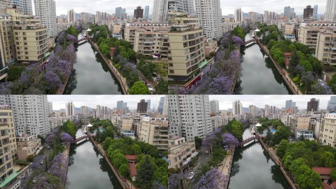 昆明盘龙江河道蓝花楹航拍视频