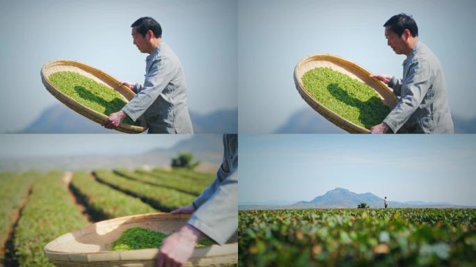 【原创4k】绿茶形象展示摊晾鲜叶茶叶茶园