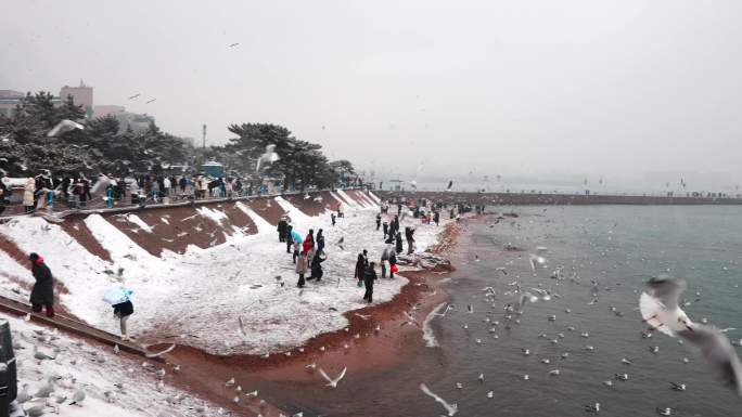 雪中的青岛栈桥海鸥