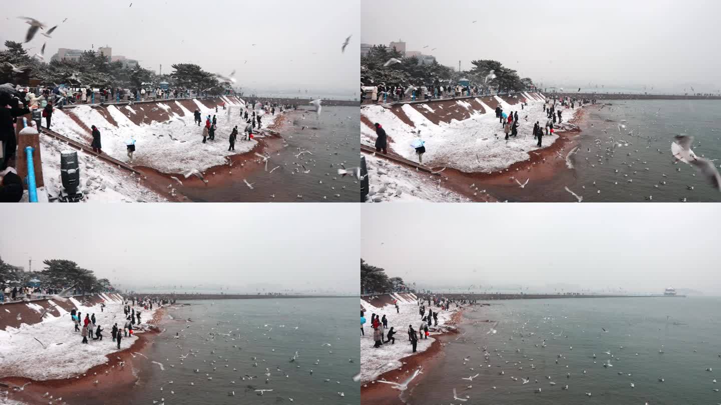 雪中的青岛栈桥海鸥