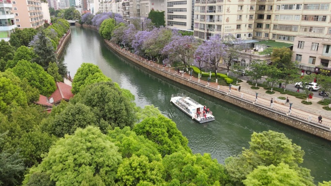 昆明盘龙江河道蓝花楹航拍视频