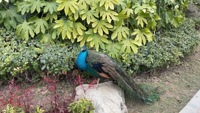 花园中站在石头上的孔雀