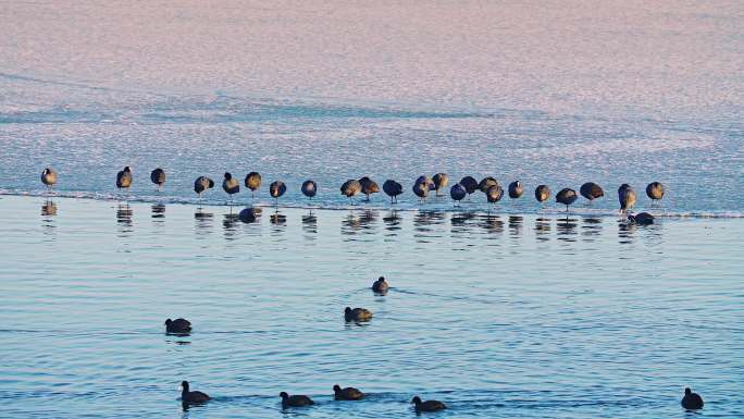 初春查干湖畔成群结对候鸟戏水