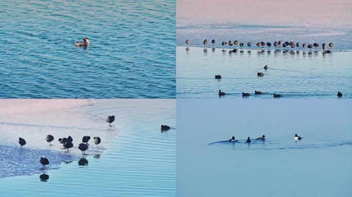 初春查干湖畔成群结对候鸟戏水