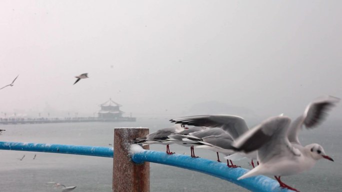 升格雪中的青岛栈桥海鸥