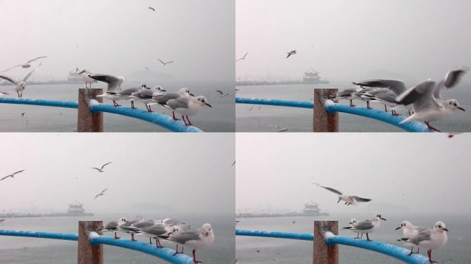 升格雪中的青岛栈桥海鸥