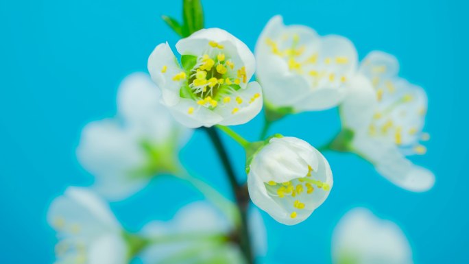 4k李子花开花朵绽放延时空镜头