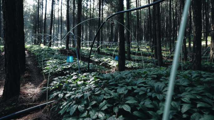 林下三七种植基地、苗圃各个景别4K实拍