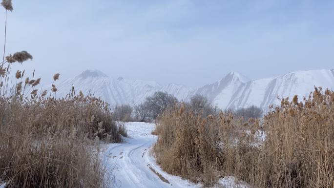 冬季里冰天雪地的芦苇