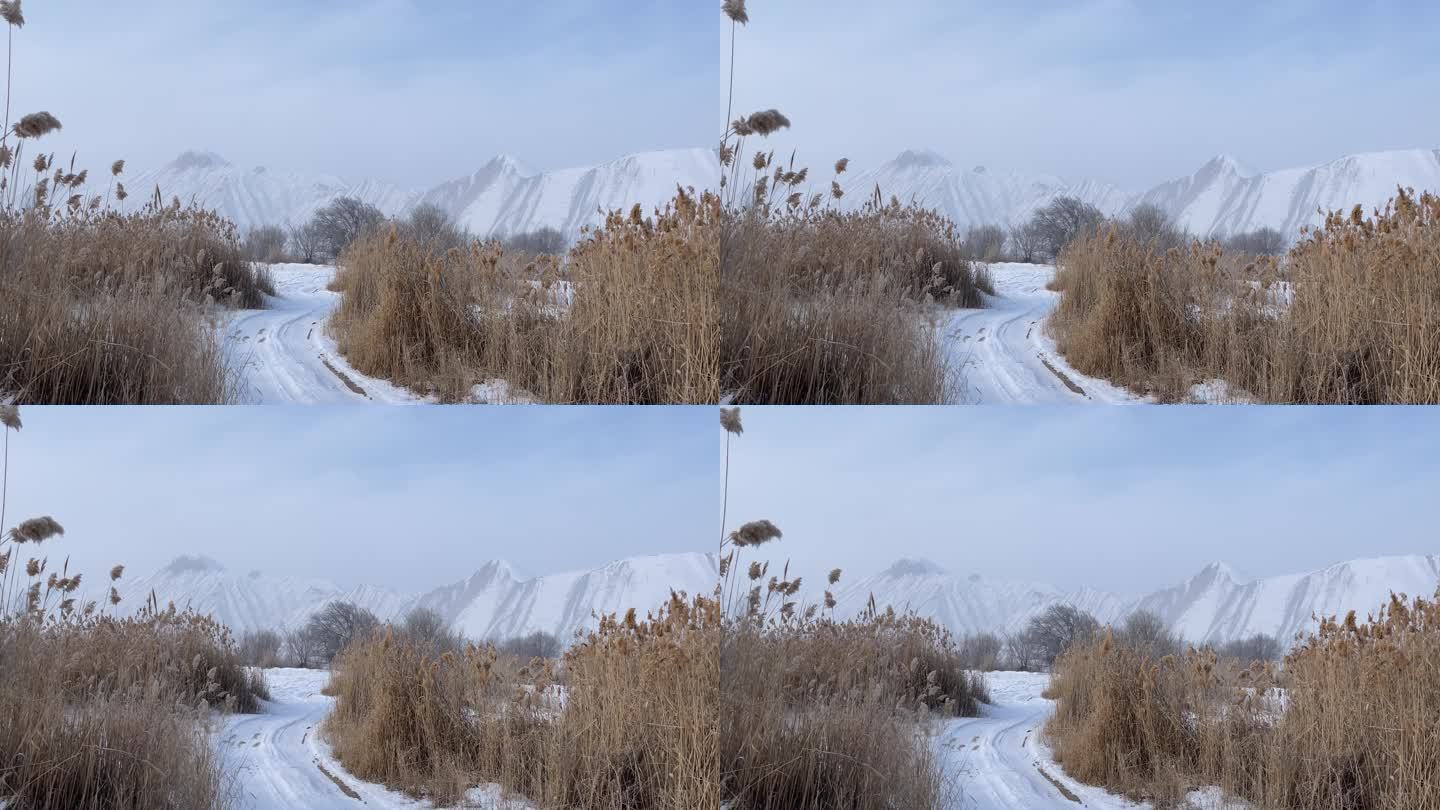 冬季里冰天雪地的芦苇