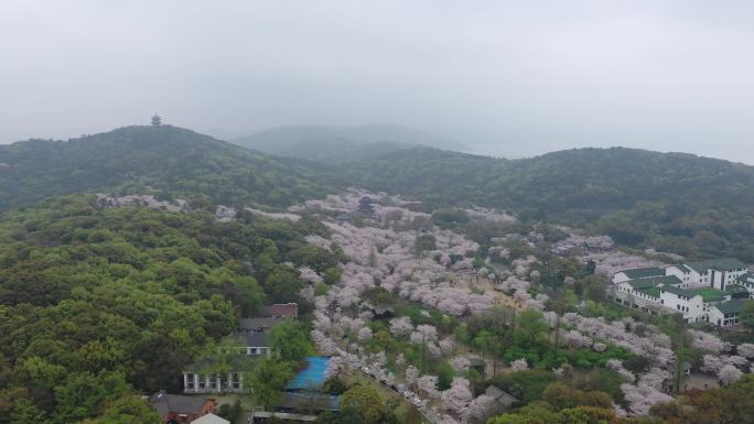 无锡鼋头渚樱花全景航拍，春雨蒙蒙的山谷