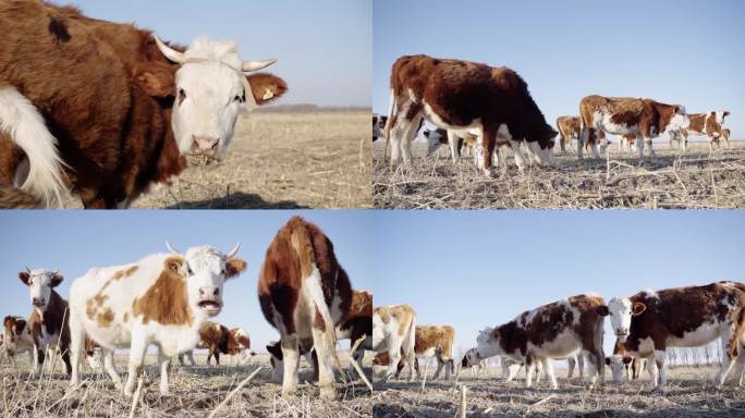 农村牛群放牧4K优质素材