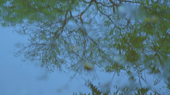 雨滴落下 树木镜面反射 下雨天4K