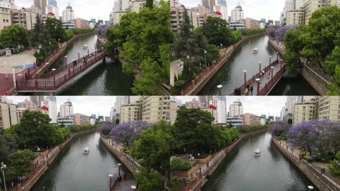 昆明盘龙江河道蓝花楹航拍视频