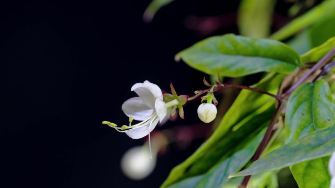 春天垂丝茉莉花开延时摄影