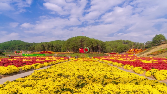 4K 延时 菊花 菊花展延时 蓝天