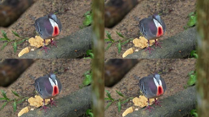 吕宋血心鸟，胸部有独特的红色血斑，站在原木上，好奇地环顾着周围的环境，近距离拍摄。