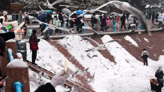 雪中的青岛栈桥海鸥