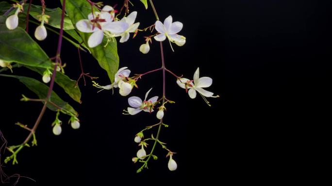 春天垂丝茉莉花开延时摄影