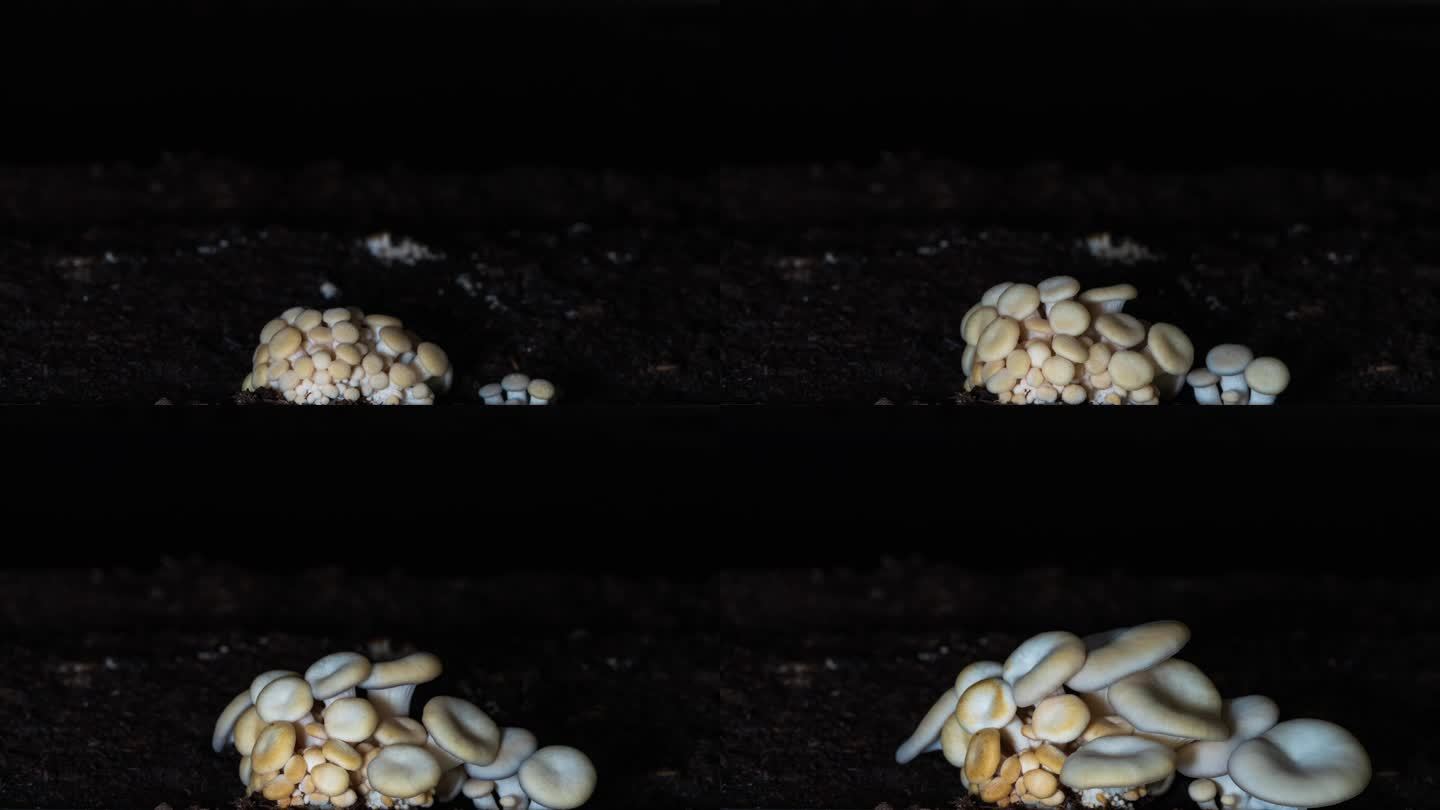 蘑菇 石头菌 石头菇生长延时摄影