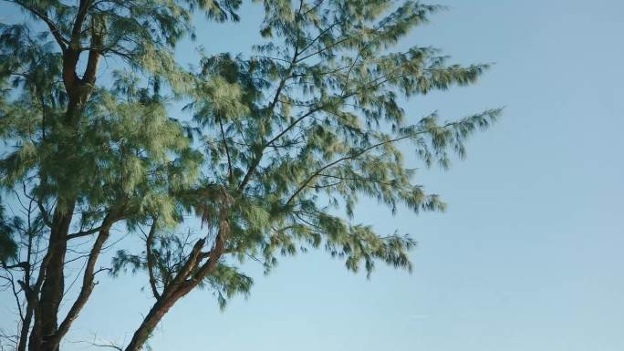 海边风中摇晃的树组合 镜头推拉 风吹树