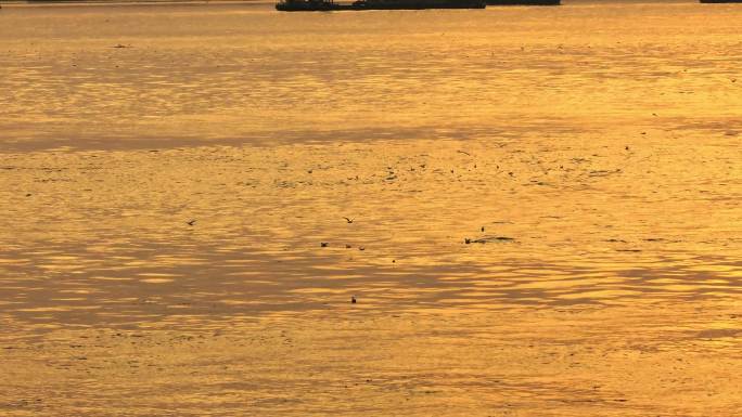航怕夕阳江边飞鸟群群飞轮船船队航行运输
