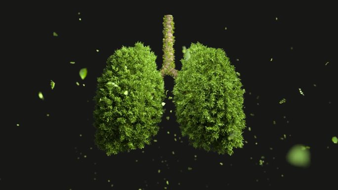 健康呼吸有规律的树在生长，树以人肺的形式生长，循环视频