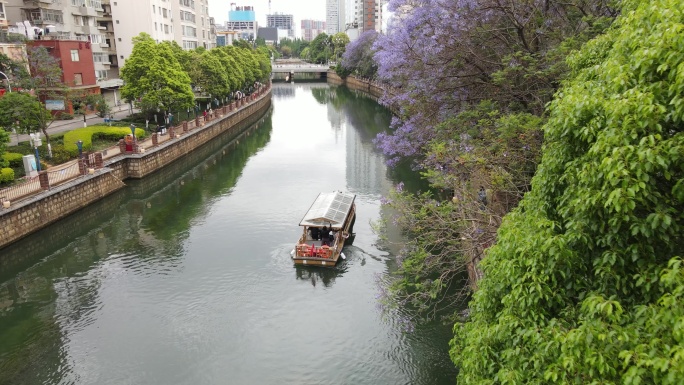 昆明盘龙江河道蓝花楹航拍视频