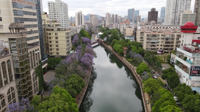 昆明盘龙江河道蓝花楹航拍视频