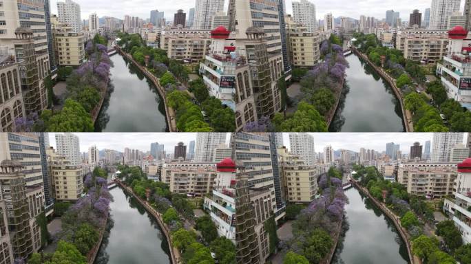 昆明盘龙江河道蓝花楹航拍视频