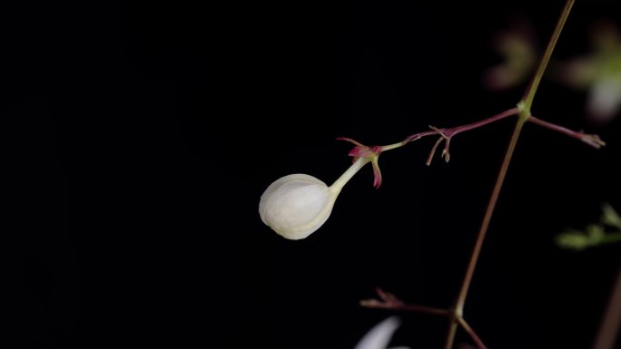 春天垂丝茉莉花开延时摄影