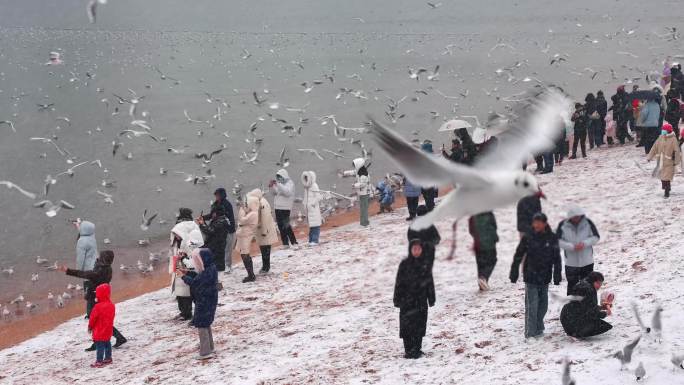 雪中的青岛栈桥海鸥