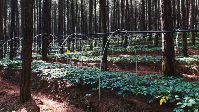 林下三七种植基地4K实拍