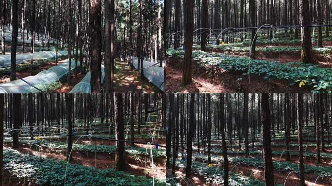 林下三七种植基地4K实拍