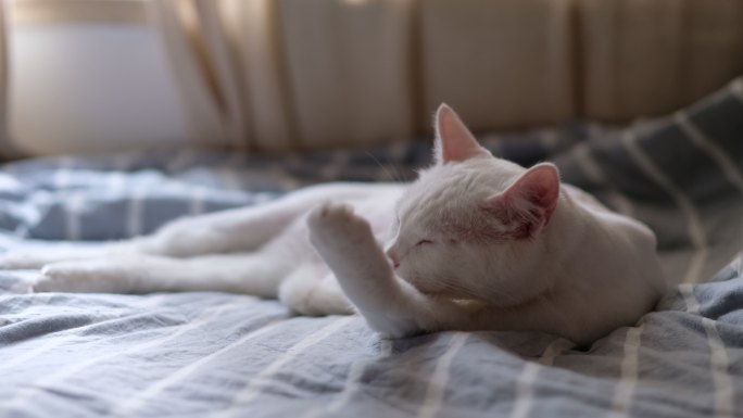 一只白色宠物猫在床上舔毛舔爪