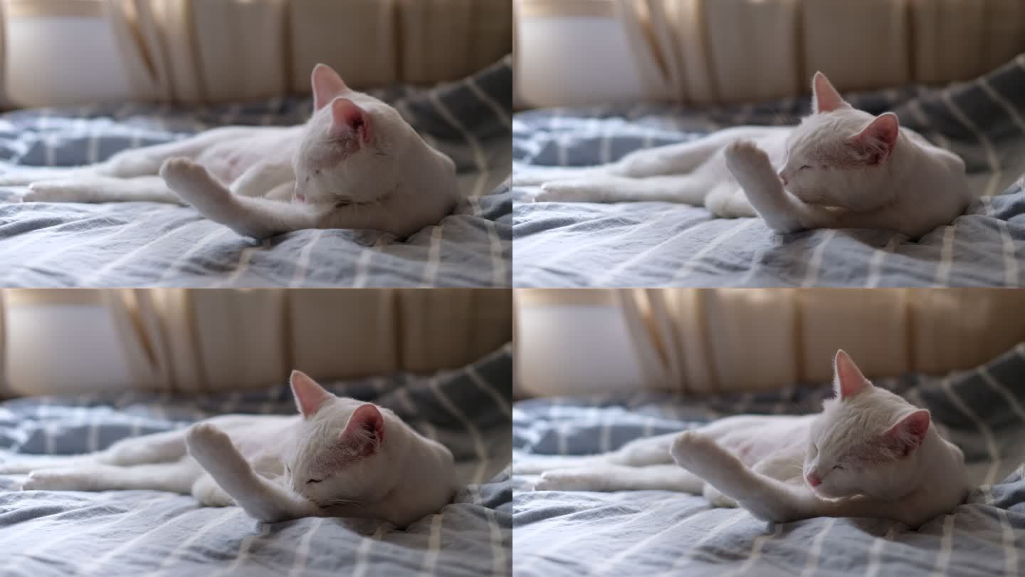 一只白色宠物猫在床上舔毛舔爪