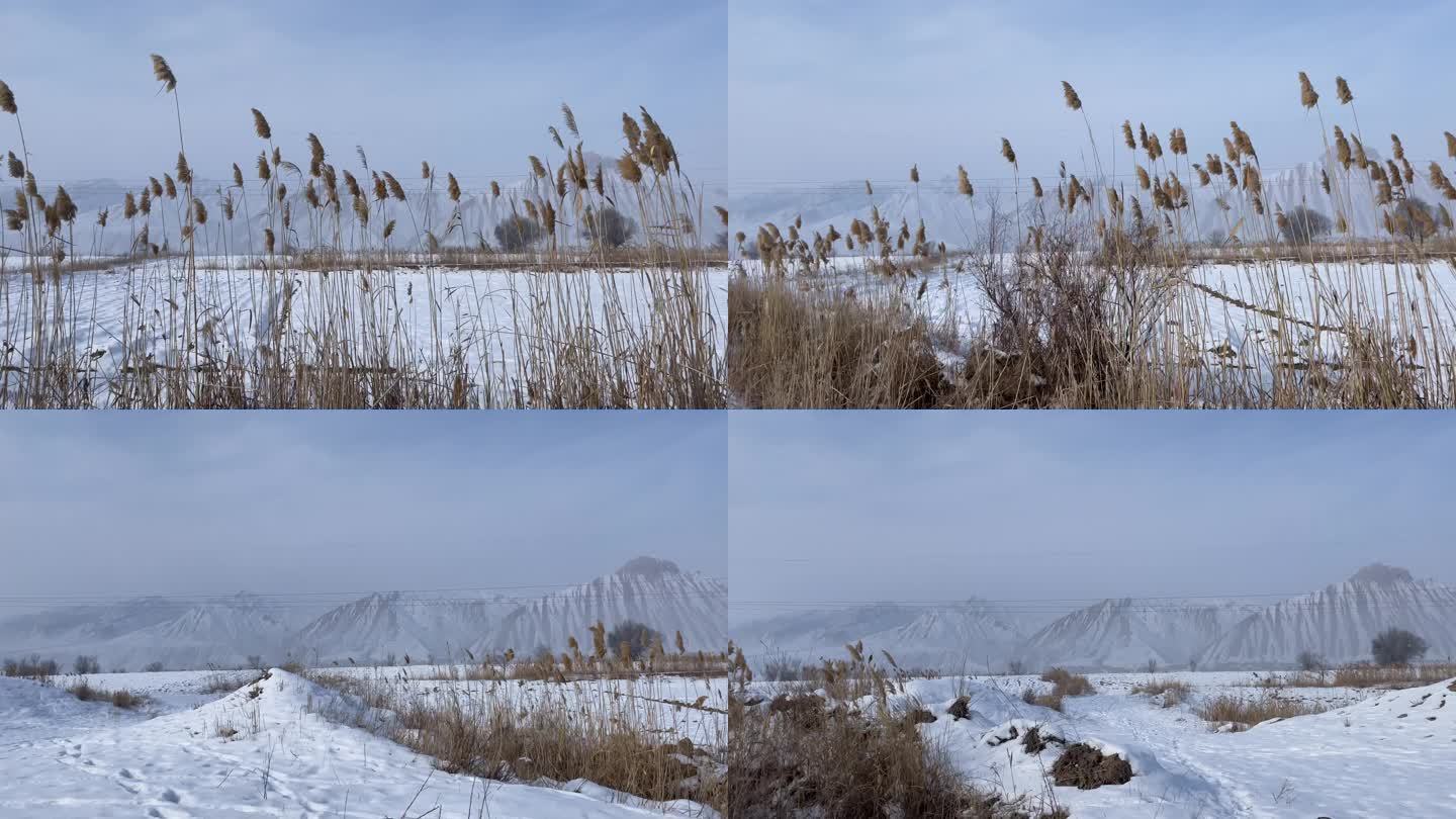 冬季里冰天雪地的芦苇