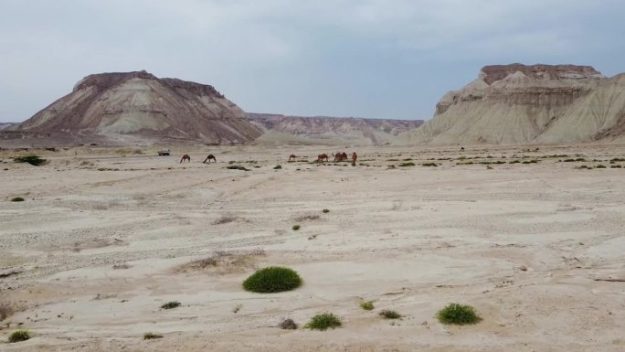 骆驼在沙漠中放牧，背景是彩色的彩虹山丘陵，最小的色彩场景精彩的航拍动物家畜传统生活卡塔尔沙特伊朗当地