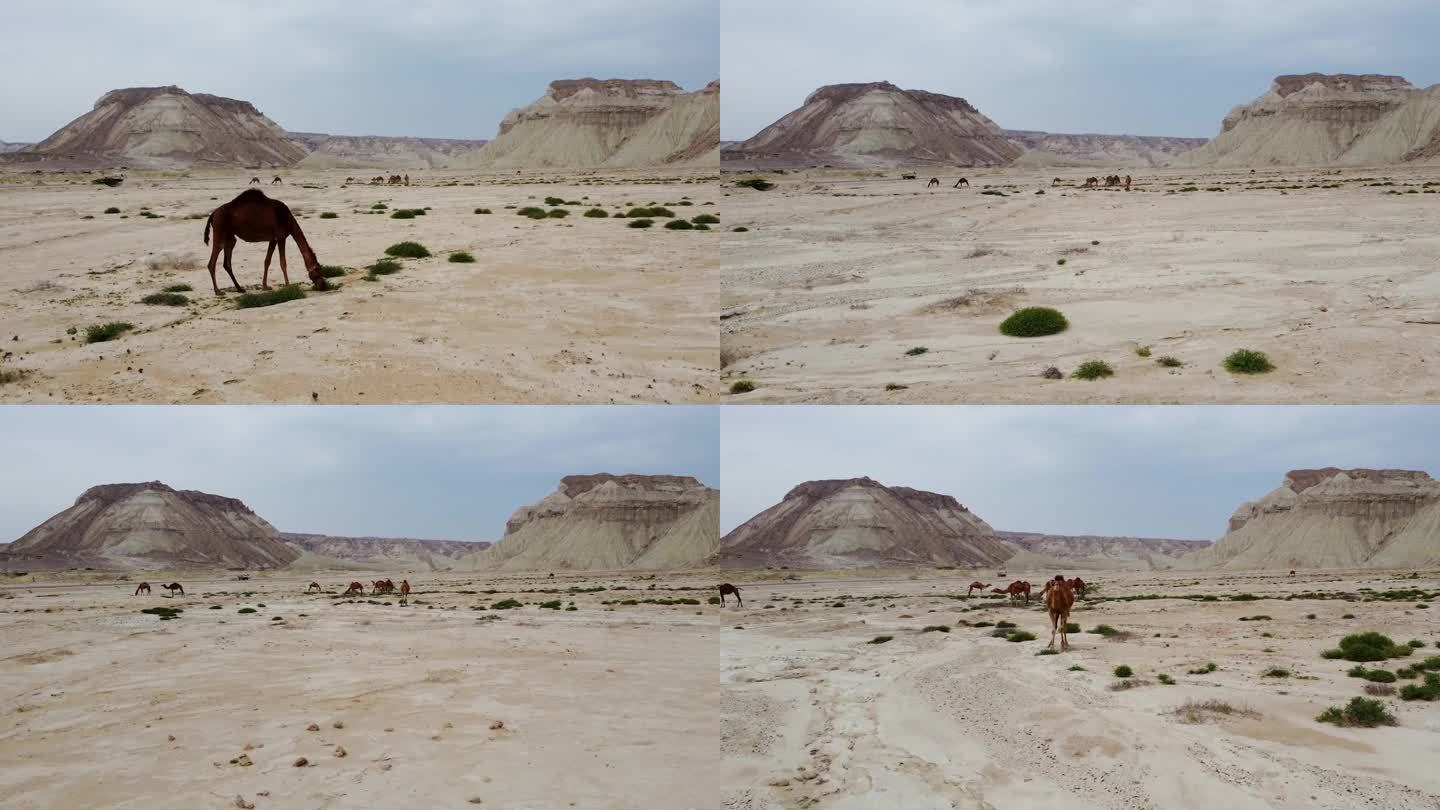 骆驼在沙漠中放牧，背景是彩色的彩虹山丘陵，最小的色彩场景精彩的航拍动物家畜传统生活卡塔尔沙特伊朗当地