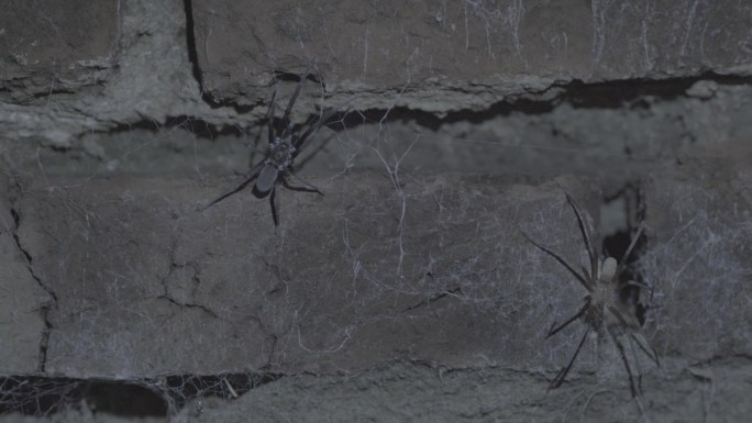 雄性和雌性南方裂缝蜘蛛在交配后的晚上在墙上。