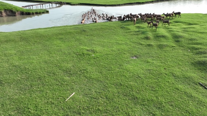 溱湖湿地麋鹿