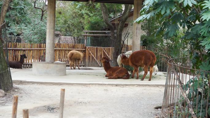 动物园羊驼