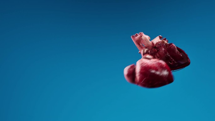 人体循环系统心脏跳动解剖动画概念。3D